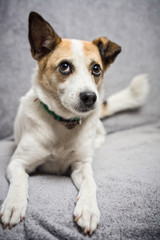 Close up portrait of cute dog looking up for a treat while lying on the sofa