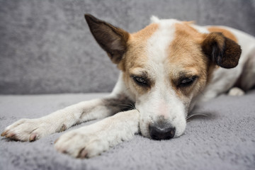 Close up portrait of cute dog falling asleep on the sofa