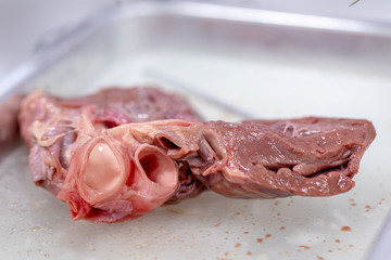 Concept of Education anatomy and physiology of heart in laboratory.