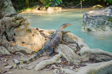 monitor lizard at erawan waterfall at Kanchanaburi province in thailand