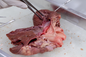 Concept of Education anatomy and physiology of heart in laboratory.