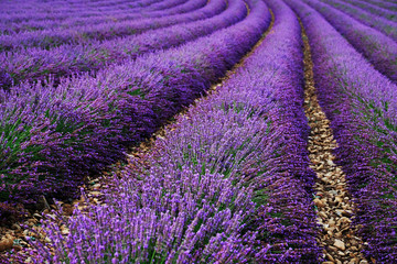 Naklejka na ściany i meble Lavender field summer sunset landscape near Valensole. Provence, France