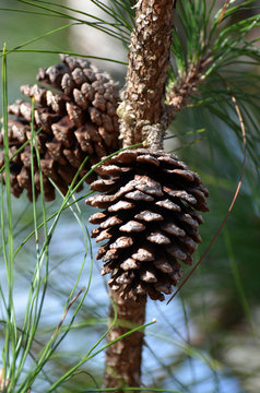 Close up of two slash pine tree (Pinus elliottii) pine cones hanging from knobby brown branch with long green needles against a natural background of blue sky and foliage. Room for copy.