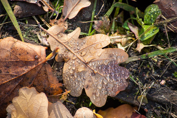 Dew drops on autumn oak leaves