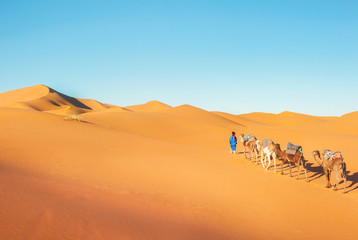 Fototapeta na wymiar Camel caravan going through the sand dunes in the Sahara Desert. Morocco, Africa