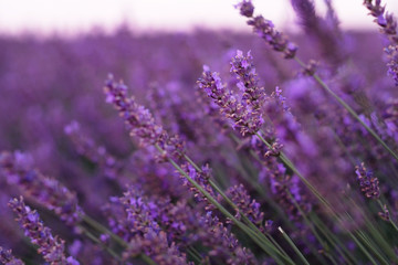 Violet lavender field at soft light effect for your floral background on horizontal web header or banner. Summer season in Provence - fresh lavanda flowers at pastel colors of ultraviolet tone.