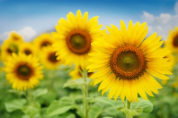 Fototapeta premium sunflower field over blue sky and bright sun lights