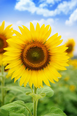 Fototapeta premium sunflower field over blue sky and bright sun lights