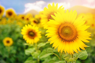 sunflower field over blue sky and bright sun lights