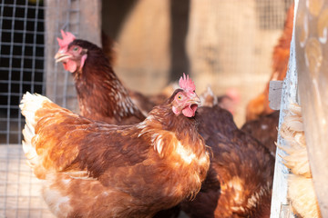 Chicken or brown hen in a yard on a local farm in Thailand. First quality organic egg, breeder in farm. Close up and blur. (Rhode Island Red)