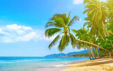 Fototapeta na wymiar Beautiful beach. View of nice tropical beach with palms around. Holiday and vacation concept. Tropical beach. Beautiful tropical island.