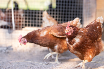 Chicken or brown hen in a yard on a local farm in Thailand. First quality organic egg, breeder in farm. Close up and blur. (Rhode Island Red)