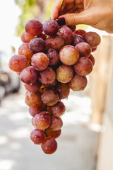 Red grape on the hand