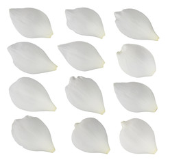 set of Lotus petals isolated on white background