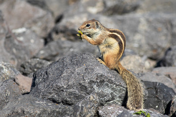  Barbary ground squirrel