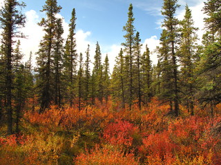 Nordischer Wald im Herbst