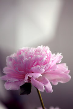 Pfingstrose rosa