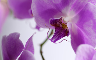 Light lilac orchid on a white background