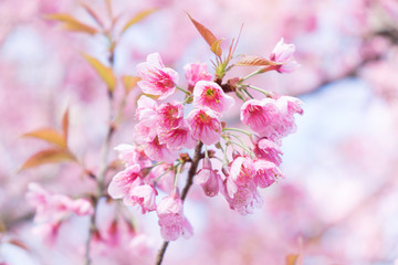 Wild Himalayan Cherry blossoms in Khunwang, Chiang Mai, Thailand.