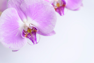 Light lilac orchid on a white background