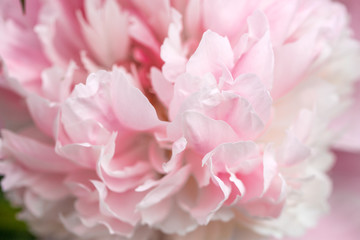 Unfocused blur pink peony petals, abstract romance background, pastel and soft flower card.