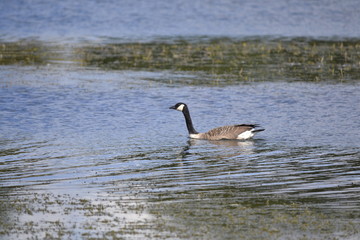Fototapeta premium goose in water