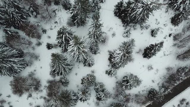 Volo su alberi innevati