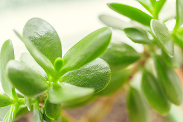 Green fresh plants grass closeup for background