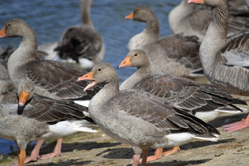 Geese