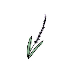 Vector hand drawn sketch of lavender branch. Element for design