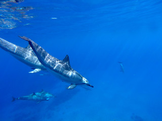 Delfine im offenen Meer auf Hawaii, Big Island