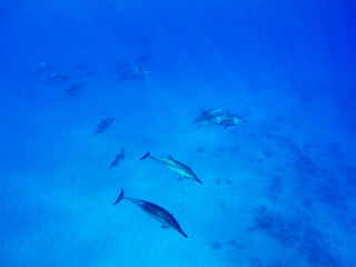 Delfine im offenen Meer auf Hawaii, Big Island