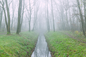 A narrow and shallow canal in forest in foggy day