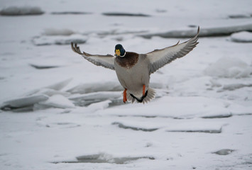 A duck flies and lands on a winter snow-covered river.