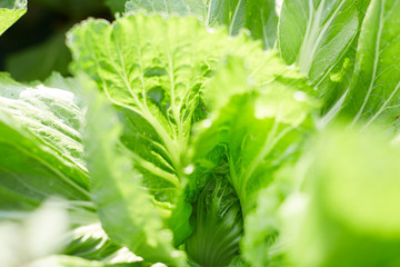 Closeup of mustard greens in a natural field