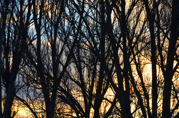 Silhouettes of trunks and branches of trees without foliage against the evening sky. Image.
