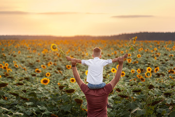 Happy family: father with his son on the shoulders standing in sunflower field at sunset. Back view.