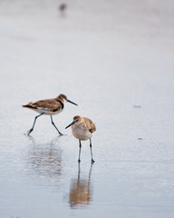 Sandpipers playing at water's edge as their reflection casts on the wet sand beach