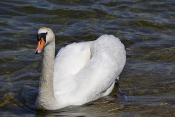 Obraz premium swan on lake