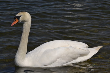 swan on the lake