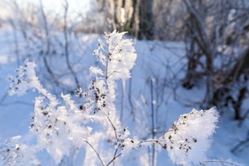 umbrellas of flowers in the snow. close-up, macro photo. winter photo