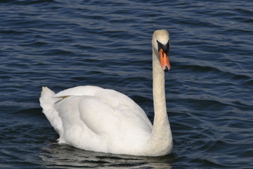 Obraz premium swan on the lake