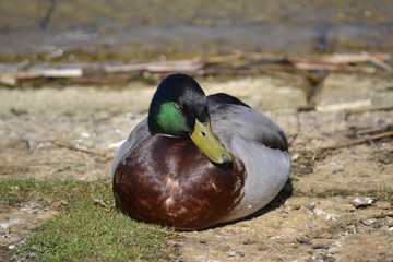 mallard duck