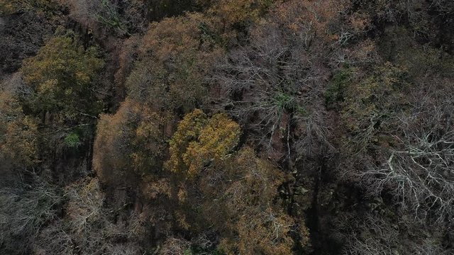 Oak forest, Remendon forest, Guriezo Municipality, Cantabria, Spain, Europe