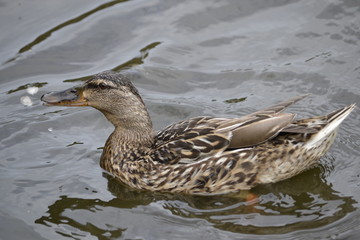 female mallard duck