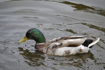 duck in the water