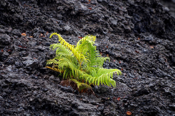 Pflanzen und Landschaft im Volcano National Park auf Big Island, Hawaii
