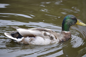 duck in water