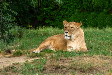 Lion in zoological garden. African lion