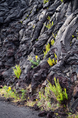 Pflanzen und Landschaft im Volcano National Park auf Big Island, Hawaii